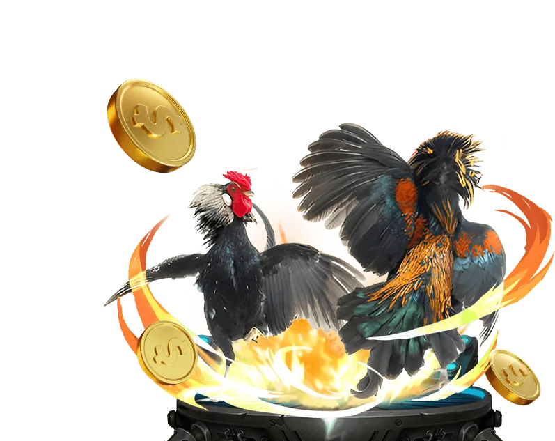 Đá gà Mỹ và Peru